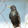 Starling