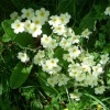 My Favourite Wild Flower