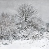 Winter snowscape