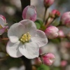 Apple Blossom