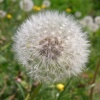 Dandelion seeds