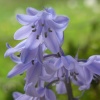 Bluebells