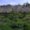 Cider Apple Orchard