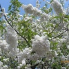 Beautiful flowers