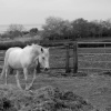 White horse
