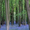Bluebell Woods, Ashridge Estate