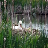 Nest