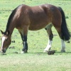 Stallion