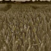 In fields of gold