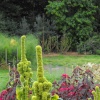 Plants at Wisley Botanical Garden