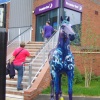 Painted Horses in and around the town of Newmarket