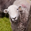 A resident of Grasmere