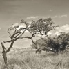 Prevailing winds