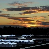 Racecourse Sunset.