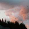 Rooks above Hawkshead at dusk.