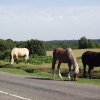 New Forest near Burley in Hampshire