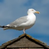 Seagull