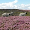 Heather on the Heath