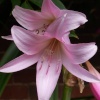 Doubled headed Lily