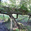 Roots