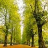 Lime trees in Cumber park near Worksop