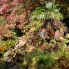 Minterne House and gardens
