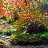 Minterne House and Gardens