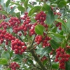 More Holly Berries