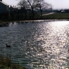 The Village Pond
