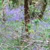 Bluebell time in the Luxulyan Valley