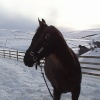 'Spike' at Dale Farm - Cowshill