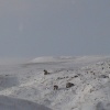 Cowshill Winter