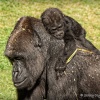 Baby Gorilla hitch`n a ride.