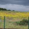 Wild Flowers