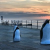 Pick of a Penguin