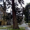 A Fine Tree