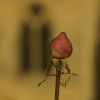Winter Rose