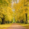 Castle Howard Autumn path.
