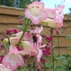 Busy Bee