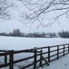 Fields of White