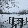 Sheep in the Snow
