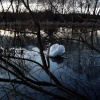 Swan lake