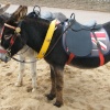 Anyone For A Ride?