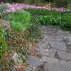Steps to Lilies
