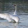 Swan Lake At Roker Park Pond