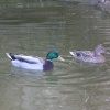 Ducks on the river Avon in Tewkesbury