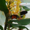 In the Butterfly House, Williamson Park