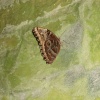 In the Butterfly House, Williamson Park