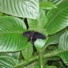 In the Butterfly House, Williamson Park