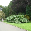 Valley Gardens